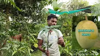 Banana mango / Qzai mango / harivanga mango / all fruit plant nursery / jhilik nursery / Jharkhand