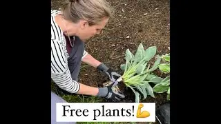 How To Divide Plants (Right Out Of The Pots!)