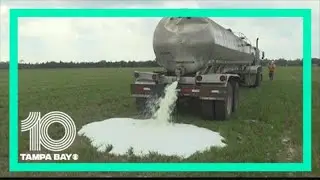 Dairy farmer is dumping 7,000 gallons of milk each day