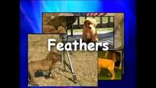 Introduction to Feathers with Evan Graham