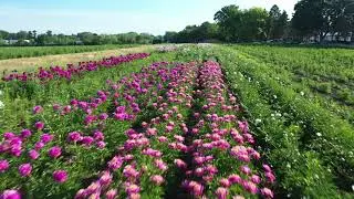 Peony Fields - Jung Seed Co. Randolph, WI