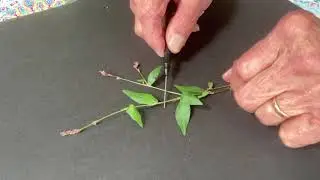 POLYGONACEAE