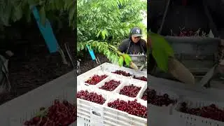How Premium Cherries Are Harvested at Peak Ripeness 🍒👀