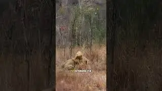 The Fierce Battle Between Two Male Lions for Territory Dominance #Wildlife #AnimalKingdom