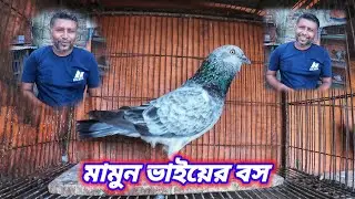 মিরপুরের মামুন ভাইয়ের অন্যতম জাত নাম যার - ( Boss )