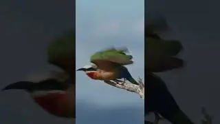 #PureWildlife / white fronted bee eater to don't want to stay for the picture