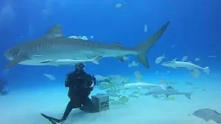 EPIC DIVING TIGER BEACH MARCH 30 , 2019 4K GPH7B (1440P60) RED FILTER