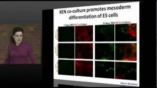 Seguin: Defining pathways that regulate stem cell fate