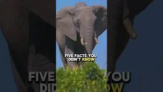 5 Facts you Didn't Know About Elephants #facts #animals #wildlife #animallover #viralvideo