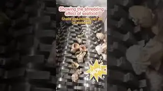 Conch shells #satisfying #viralshorts #machinery #shredder #fyp