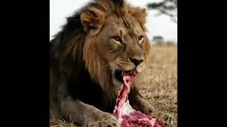 &ldquo;The King&rsquo;s Feast 🦁🍖 | Raw Power of the Wild #LionPower #WildHunt #NatureUnleashed #SavageBeauty