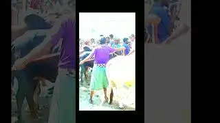 বিশাল বিশাল ষাঁড় 😆#sorts #viral #cowmarket