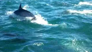 Thousands of Dolphin