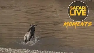 Baby Wildebeest Almost Becomes the First Victim of the Mara River