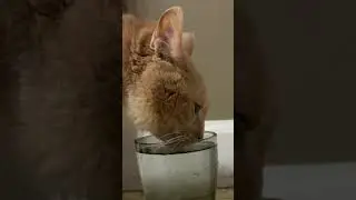 Ma Cute Cat