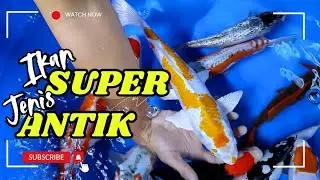 ‼️Antik & Bagus‼️Rivew berbagai jenis ikan antikan 🥰