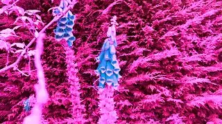 Former Hero - Foxgloves