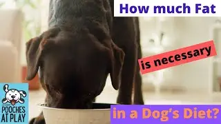 How much fat is needed in a dog's diet?