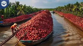 Harvesting MILLIONS Of Tons Of DATES To Make Delicious Jams Ready For Market! #DateHarvest #Jams