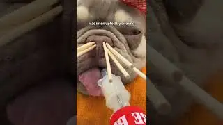 Bruno&rsquo;s Nose Job - Stenotic Nares Laser Surgery
