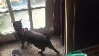 Cat exits door to Irish Celtic Music