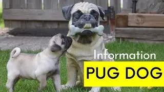 Pug dog information | All about Pug dog 2021
