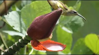 🐦 ♀️ green-tailed sunbird 🐦 in 4K / UHD 🐦 by ani male