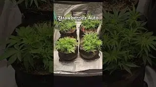 Ztrawberriez Auto