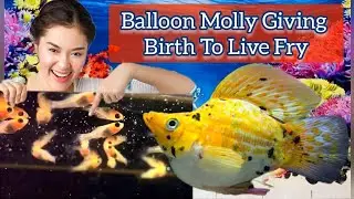 My Balloon Molly Fish Giving Birth To Live Fry.