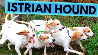 Istrian Hound - TOP 10 Interesting Facts - Shorthaired and Coarse Haired