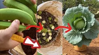 grow cabbage in plastic containers, use bananas as fertilizer
