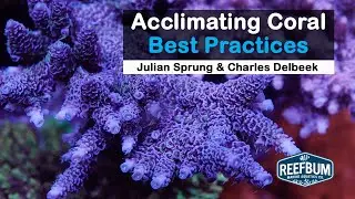 Acclimating Coral - Best Practices: Julian Sprung & Charles Delbeek, Rappin' With ReefBum Sound Bite