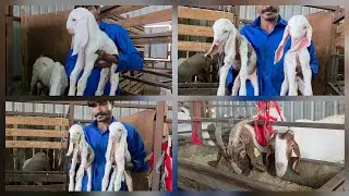 Hydpat Patira Sojat Bada Breeding Setup In Surat Gujarat | SR Goat Farm.