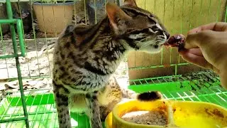 BOBCAT SUMATERA / ASIAN LEOPARD CAT  LIVE FEEDING