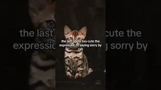 How cats say sorry to you! #catshorts #cat #catsfacts #catlover