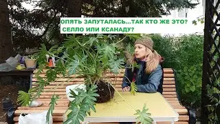 ФИЛОДЕНДРОН КСАНАДУ