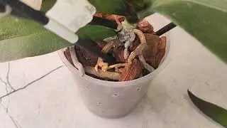 Часть 3. История одного биглипа