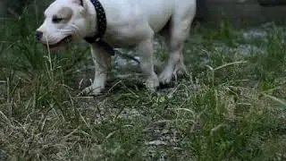 Killinois Kennels Debo GRCH Rockomania son GRCH Lucky Luciano grandson