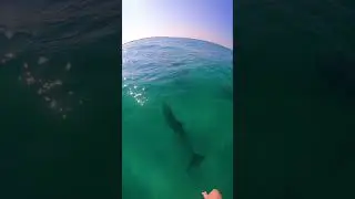 Boating with Dolphins in FL
