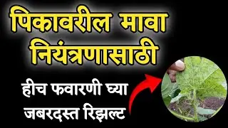 मावा किड नियंत्रण कसे करावे? | सर्वात प्रभावी औषध आणि प्रमाण | Aphids Treatment 