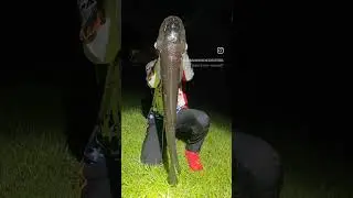 Catching Dragon Snakehead #snakehead