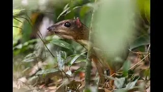 Lesser Mouse deer