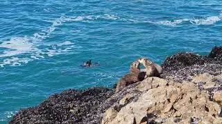 Cape whale coast - South Africa