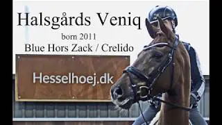 Halsg&aring;rds Veniq   (Blue Hors Zack / Crelido)