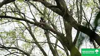 Best Tree Trimming Company in Narre Warren