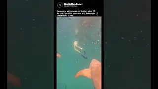 I just had the most surreal experience! 🦈 #TrendingNow #GOReach #nature #fyp #HaanaaYadav