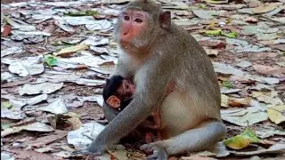 Mom Piper newborn baby Monkey so cute