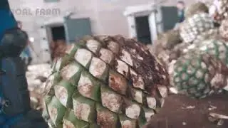 How Farmers Grow & Harvest Blue Agave for Premium Tequila   Making Tequila from Agave - Special