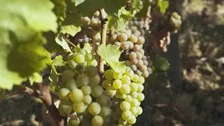ORIGINS - Sauternes and Barsac (english version)
