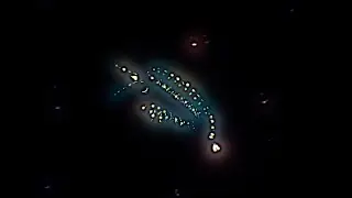 Branchinecta Celestial (Evolution Of Species 2 Online)
